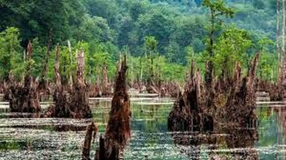 دریاچه ارواح بوشهر/فیلم