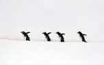 توقف کشتی در قطب شمال برای عبور امن پنگوئن‌ها