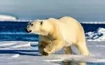 لذت بردن خرس قطبی از سر خوردن روی برف