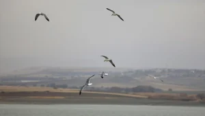 دریاچه سد جیپ؛ زیستگاه جذاب پرندگان/عکس