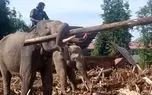 کمک فیل‌ها برای پاک‌سازی آوار در مناطق سیل‌زده اندونزی