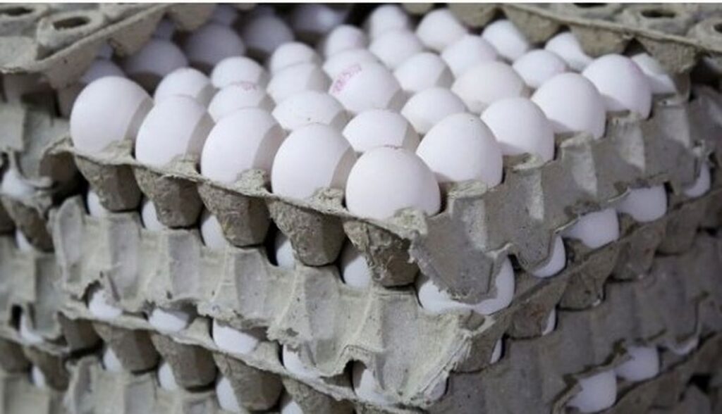 قیمت تخم مرغ نجومی شد قیمت هر شانه تخم مرغ چقدر است؟