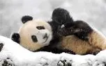 بازی و غلت زدن پانداها در برفِ باغ‌وحش