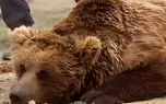 بازگشت نادرترین خرس جهان پس از سال‌ها غیبت