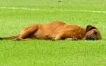 خوابیدن یک سگ در محوطه جریمه زمین فوتبال!