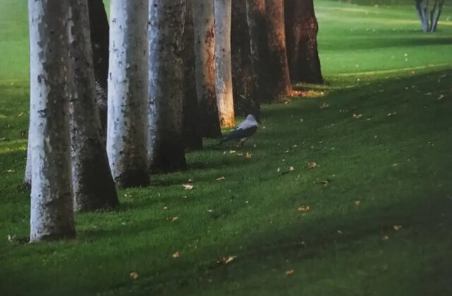 از عکس های عباس کیارستمی