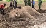 عملیات نفس‌گیر نجات فیل گرفتار در گل و لای