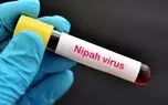 همه چیز درباره درباره ویروس خطرناک نیپا