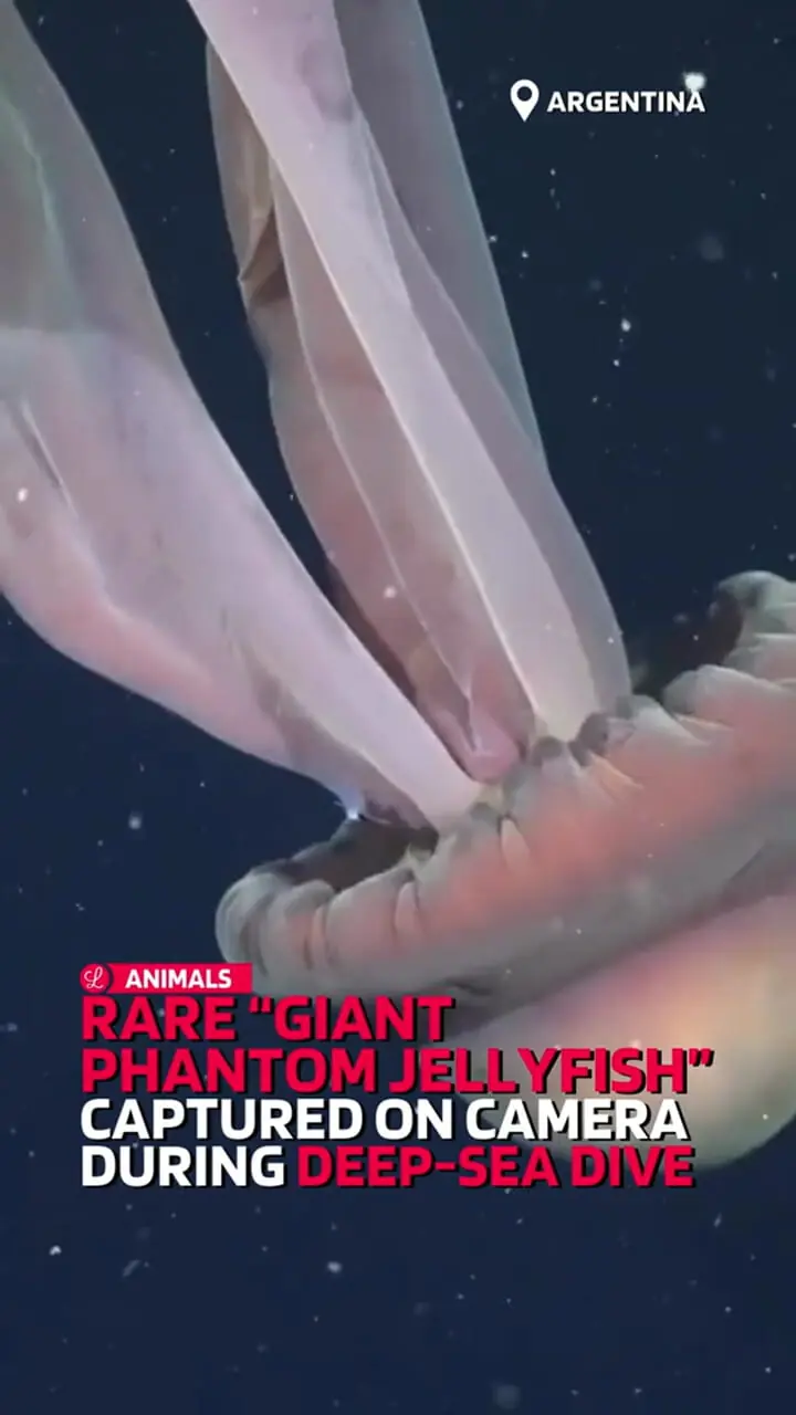 ویدئویی دیدنی از شبح ۱۰ متری مخوف در اعماق اقیانوس