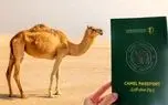 شترهای سعودی پاسپورت دار می‌شوند