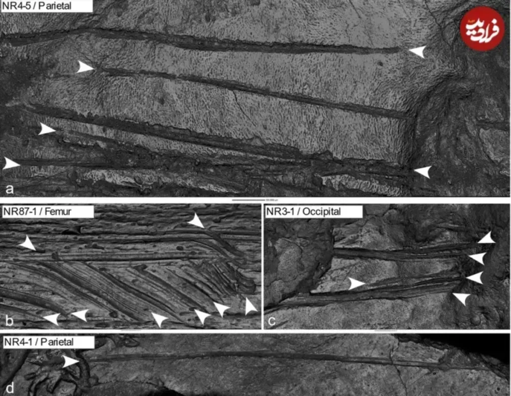 کشف غاری که در آن گوشت انسان می خوردند