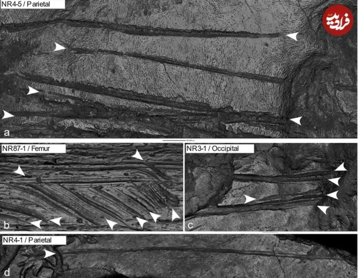 کشف غاری که در آن گوشت انسان می خوردند