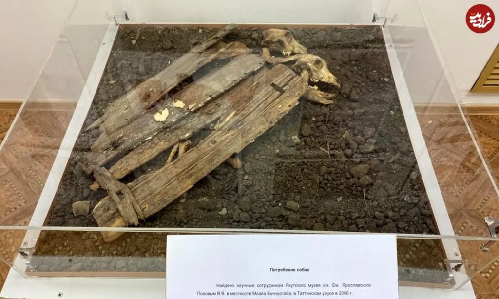 کشف اسکلت های