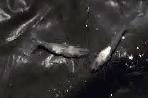 کشف اولین میگوی غارزی ایران در چشمه‌های سولفیدی خوزستان