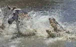 ببینید؛ نجات باورنکردنی گورخر از چنگ تمساح‌ها