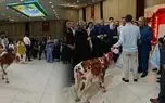 هدیه عجیب در یک مراسم عروسی