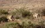 توله‌های هلیا پیدا شدند