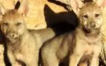 تولد ۸ توله گرگ در دل طبیعت ایران
