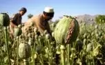 چرا دولت سرانجام مجبور به کشت «شقایق» شد؟
