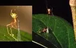 گونه جدید عنکبوت با تله سلاح باستانی