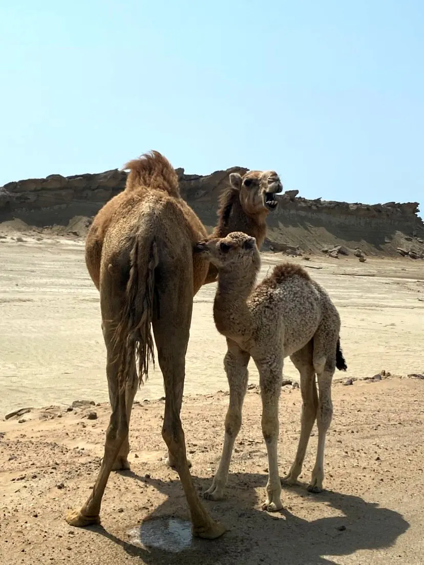 منطقه 60_11
